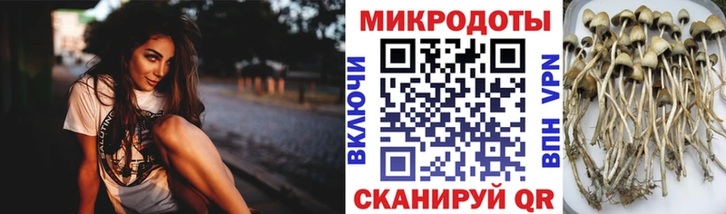 Купить где  Киселёвск  Галлюциногенные грибы Psilocybe 